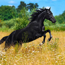 лошадь на лугу