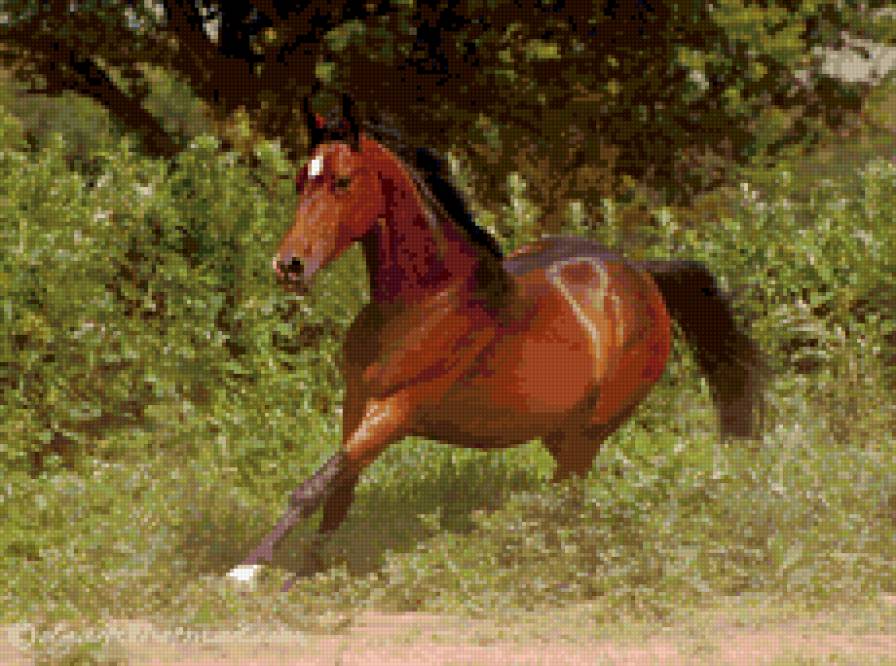 лошадь - животные, лошади - предпросмотр