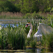 Схема вышивки «Белый лебедь»