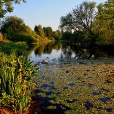 Схема вышивки «Лебедь на пруду»