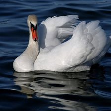 Схема вышивки «лебедь»