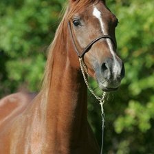 Схема вышивки «лошадь»