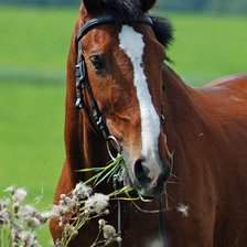 Схема вышивки «лошадь»