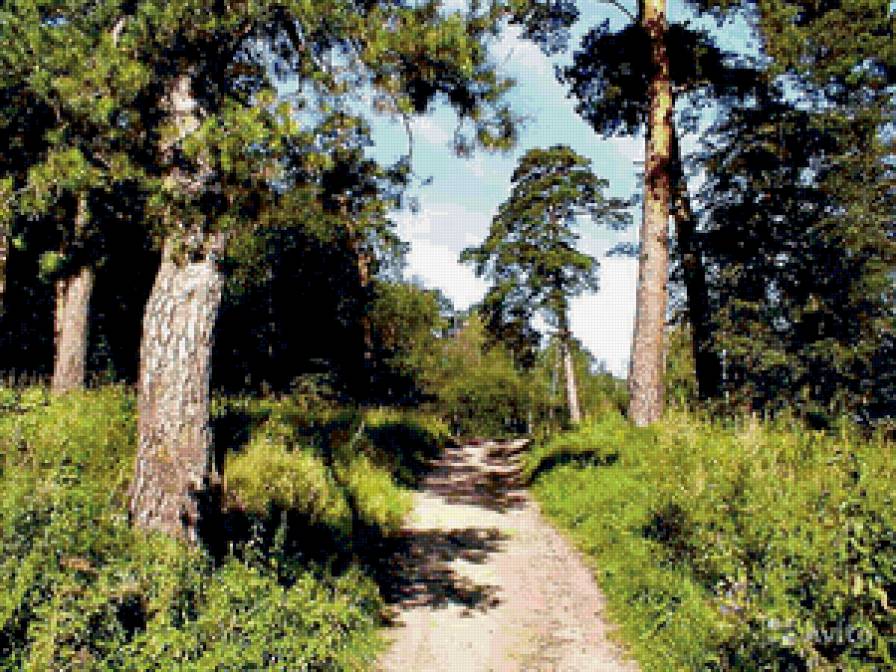 Лесная тропа - пейзаж, природа. тропа. сосны, лес - предпросмотр