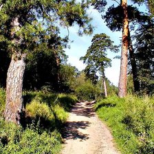 Лесная тропа