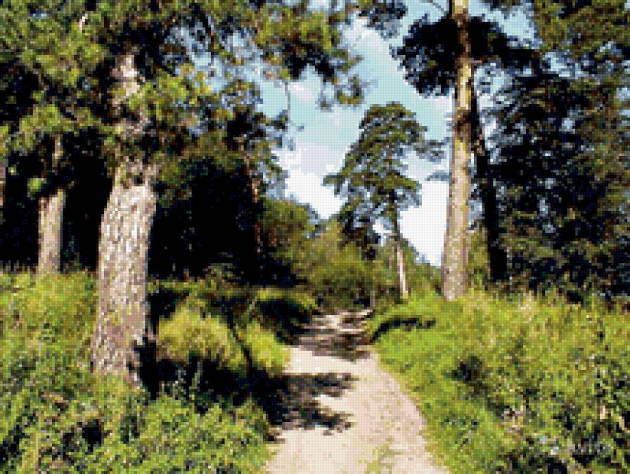 Лесная тропа - сосны, пейзаж. природа. тропа - предпросмотр