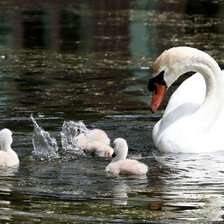 Схема вышивки «Выводок»