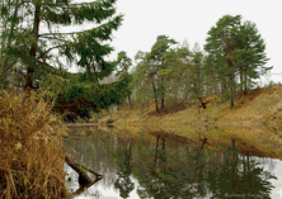 сосны на берегу реки - предпросмотр