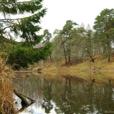 сосны на берегу реки