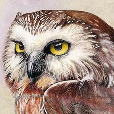 Схема вышивки «Сова»