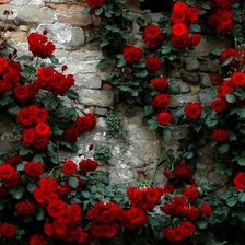 Схема вышивки «Заброшенный сад»