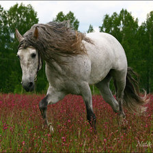 Схема вышивки «лошадь»