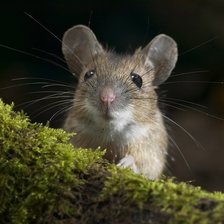 Схема вышивки «Крысонька»