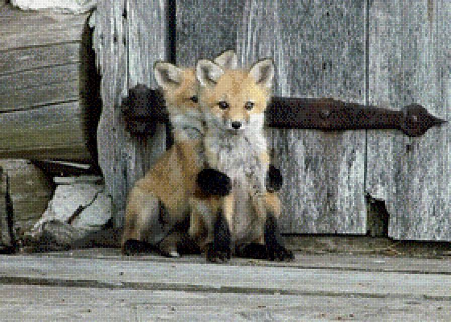 Лисички - животные, природа, лисы - предпросмотр