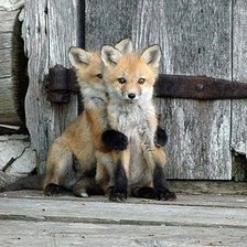 Схема вышивки «Лисички»