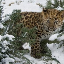 Схема вышивки «№897276»