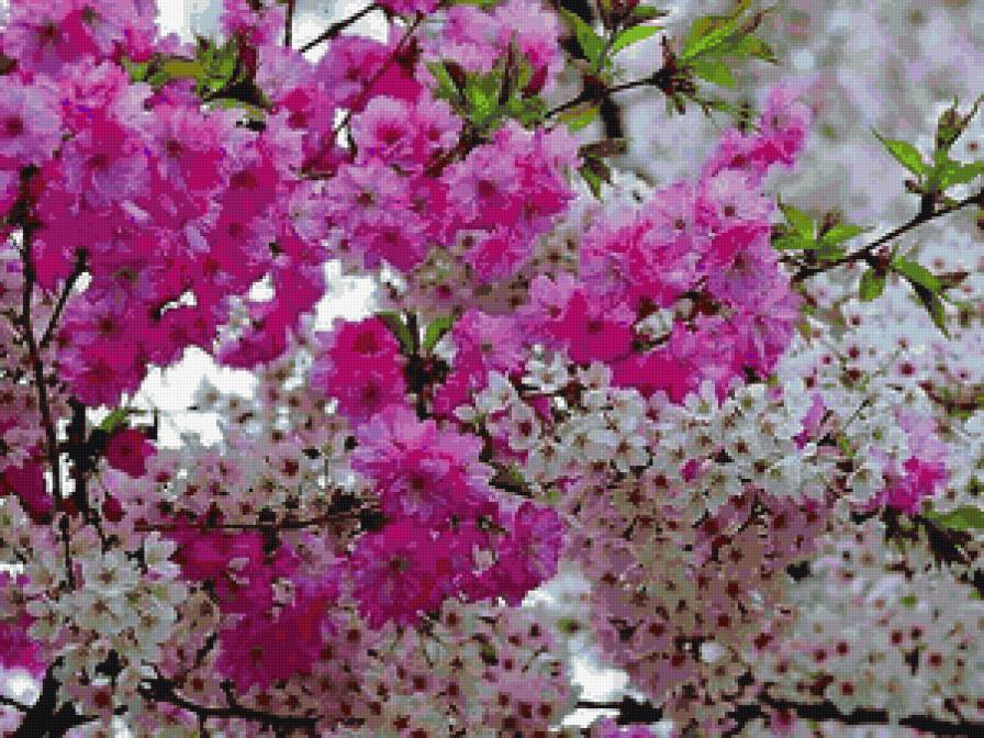 сакура и вишня - весна, сакура, вишня, цветы - предпросмотр