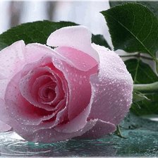 Схема вышивки «роза»