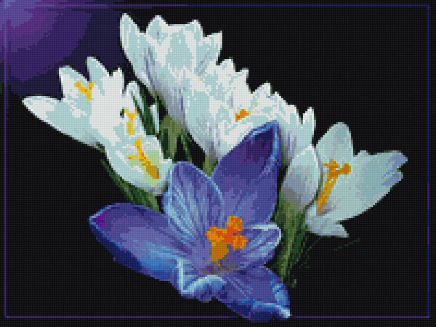 крокусы - цвыеты, крокусы, весна - предпросмотр