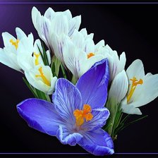 Схема вышивки «крокусы»