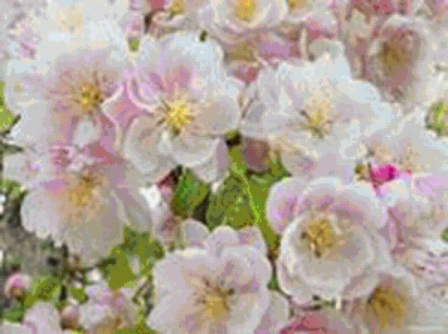 яблоня в цвету - цветы, яблоня, весна - предпросмотр