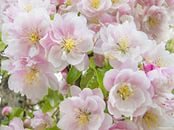 Схема вышивки «яблоня в цвету»