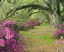 цветущий лес