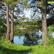 Схема вышивки «сосны на берегу реки»