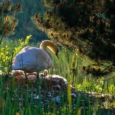 Схема вышивки «лебедь возле ели»