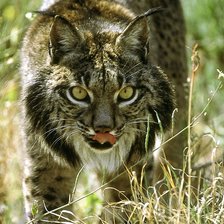 Схема вышивки «рысь»