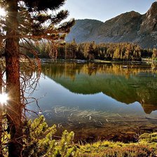 Схема вышивки «сосны в лучах солнца»