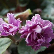 Схема вышивки «Фиалка»