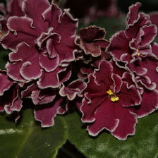 Схема вышивки «фиалка»