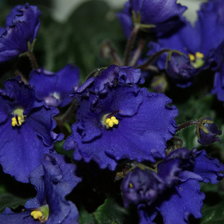 Схема вышивки «фиалка»