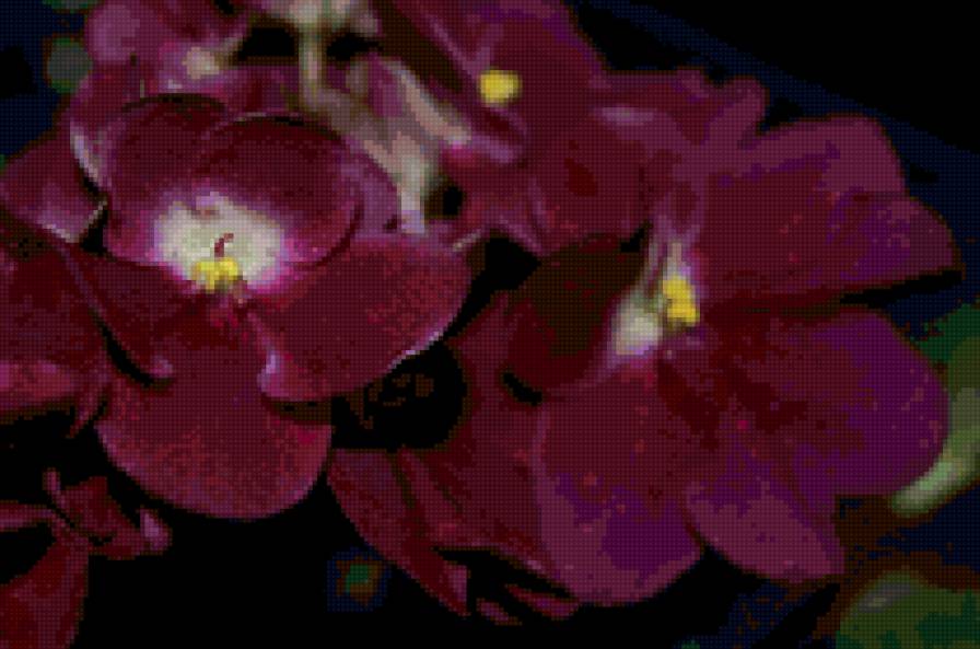 фиалка - цветы - предпросмотр