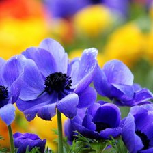 Схема вышивки «цветы»