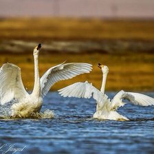 Схема вышивки «хун»