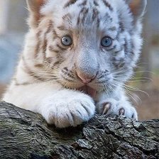 Схема вышивки «котик»