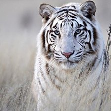 Схема вышивки «котик»