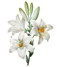 Схема вышивки «лилия»