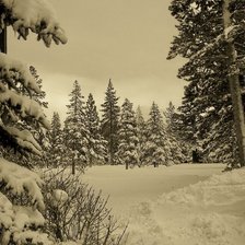 Схема вышивки «зимний лес»