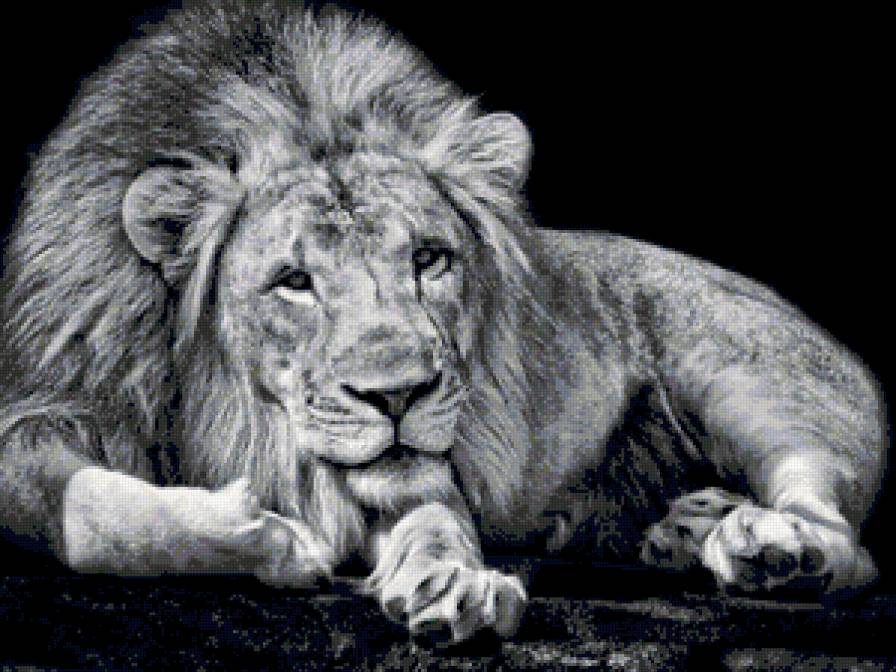 лев - лев, монохром, животные - предпросмотр