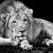 Схема вышивки «лев»