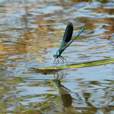 Схема вышивки «стрекоза- красавка»