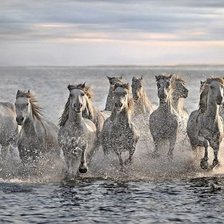 Схема вышивки «лошади10»