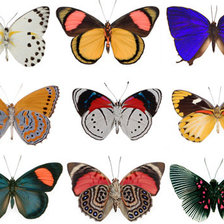 Схема вышивки «erveehii»