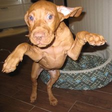 Схема вышивки «щенок выжлы»