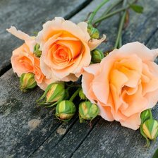 Схема вышивки «№898799»