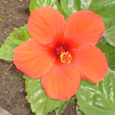 Схема вышивки «№898804»