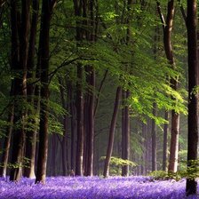 Схема вышивки «весенний лес»